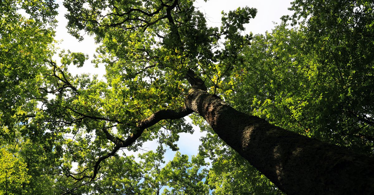 Sunlit forest canopy viewed from below, showcasing vibrant greens.